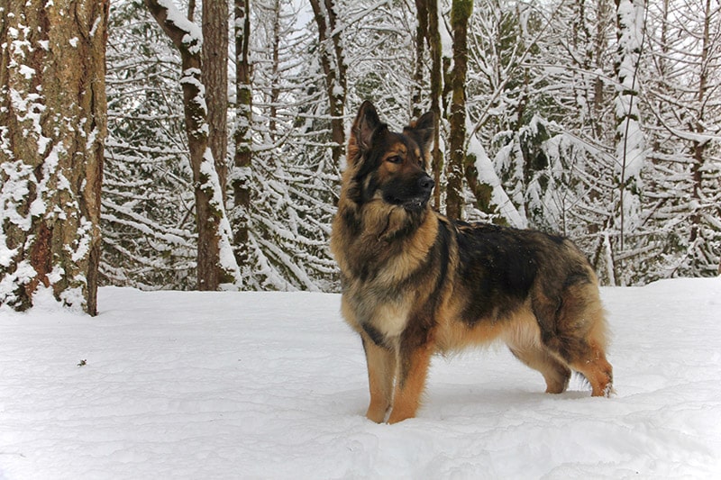 Shiloh Shepherd standing on the snow