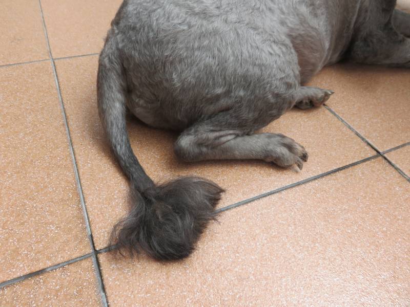 short hair with the long hair at the end of poodle dog tail and stripped body