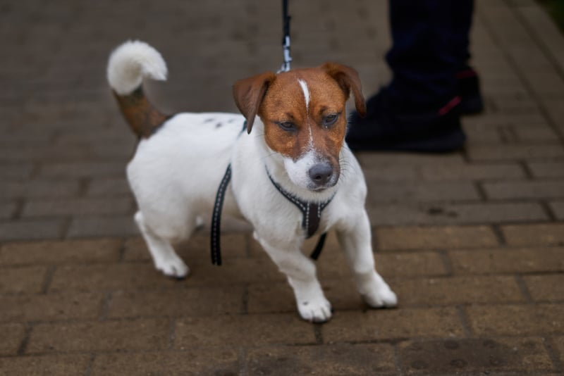 short legged jack russell terrier dog walking on a leash