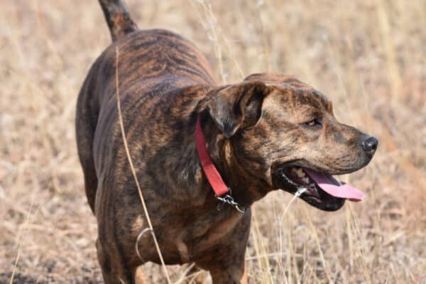 Brindle Mountain Cur front of body with head turned