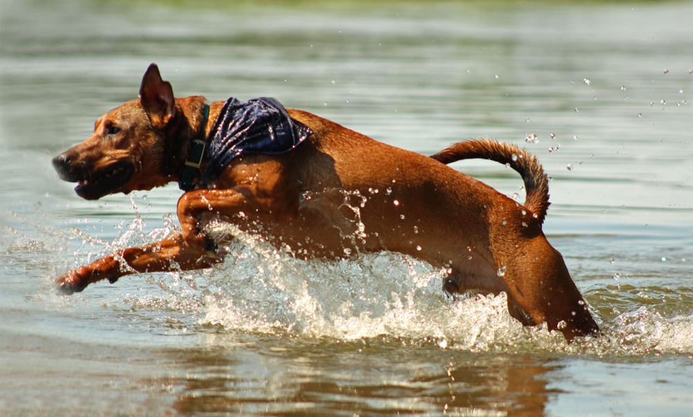 Mountain Cur dog swimming in the river in Summer