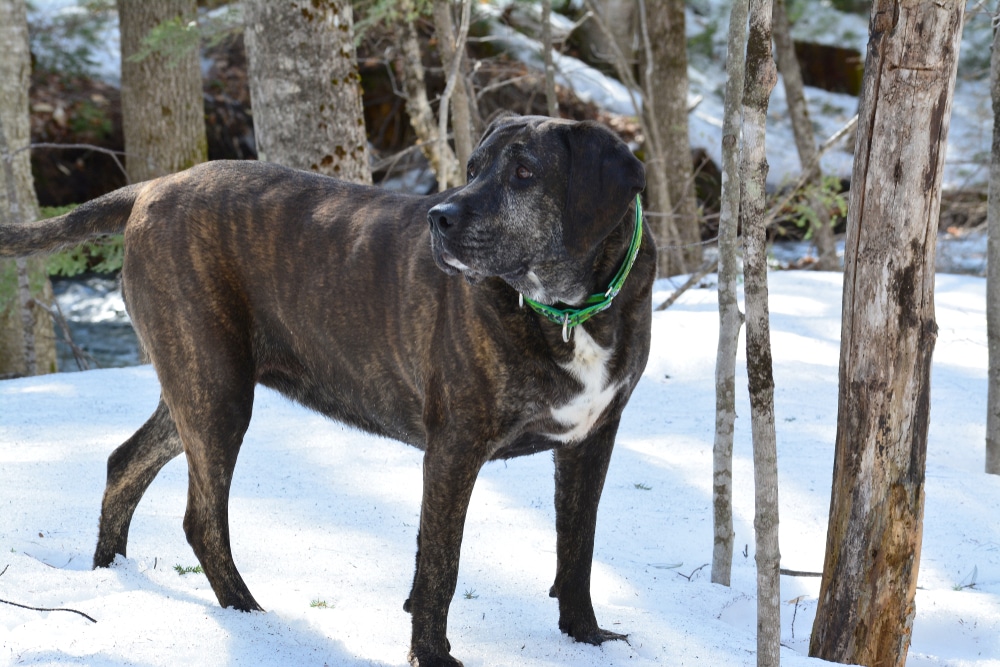 Plott Hound in the woods