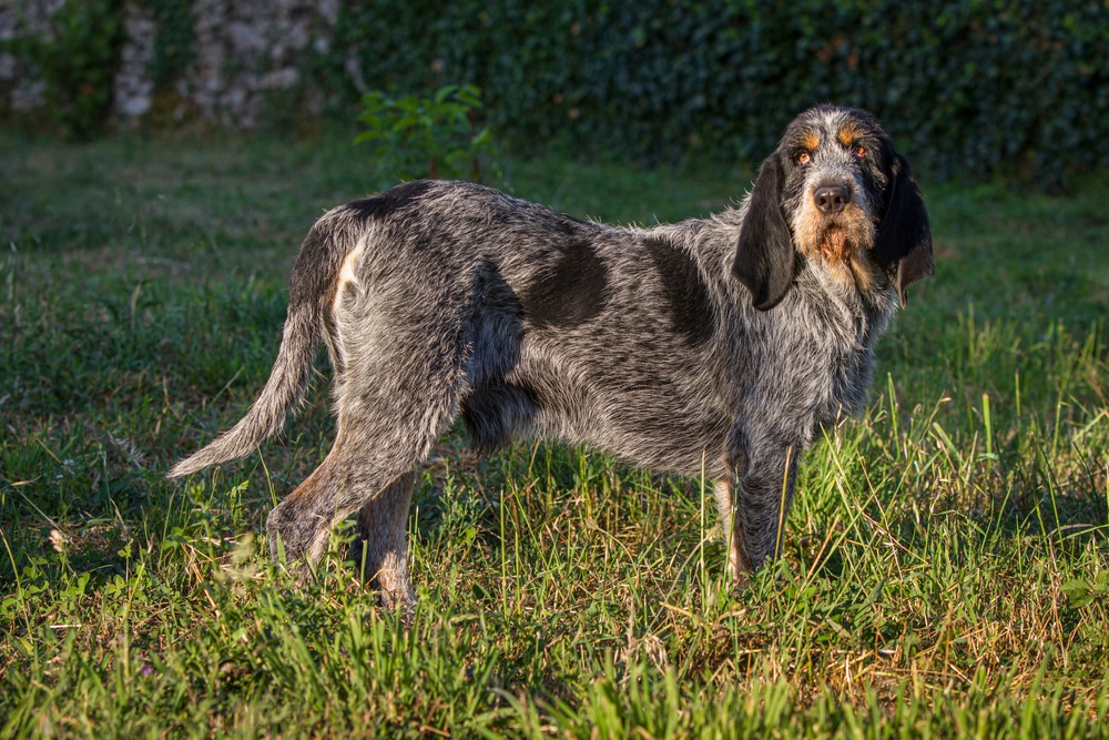 Griffon Bleu de Gascogne
