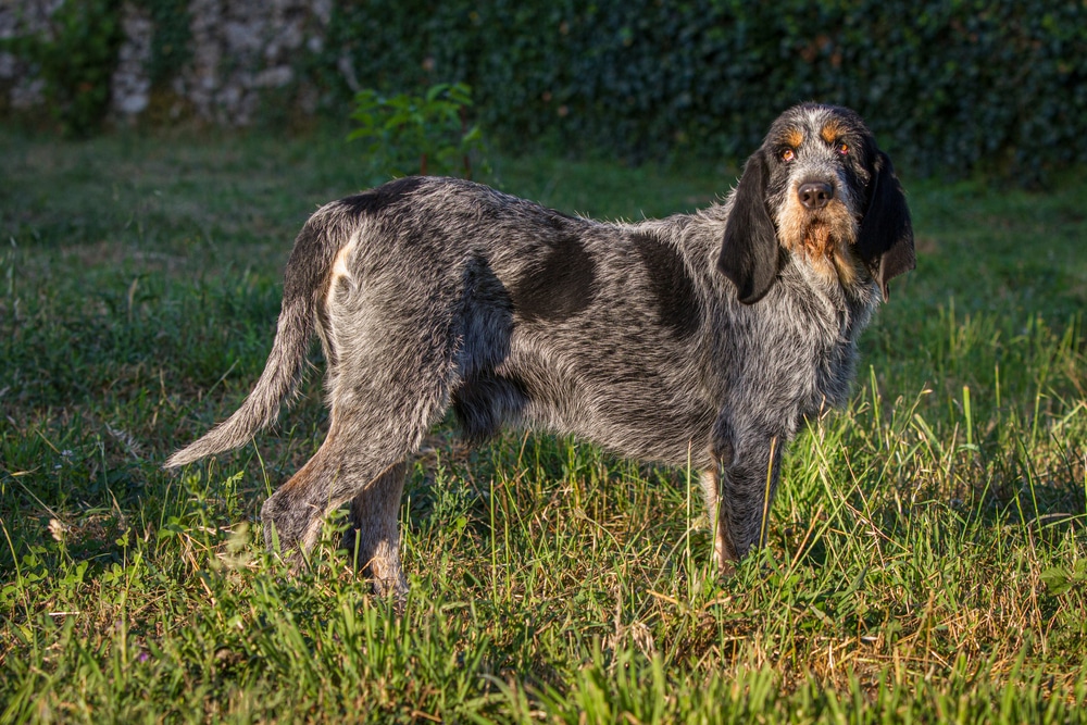 Griffon Bleu de Gascogne