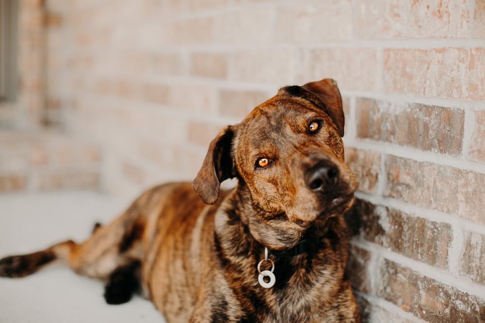 Brindle Mutt Mountain Cur against brick background