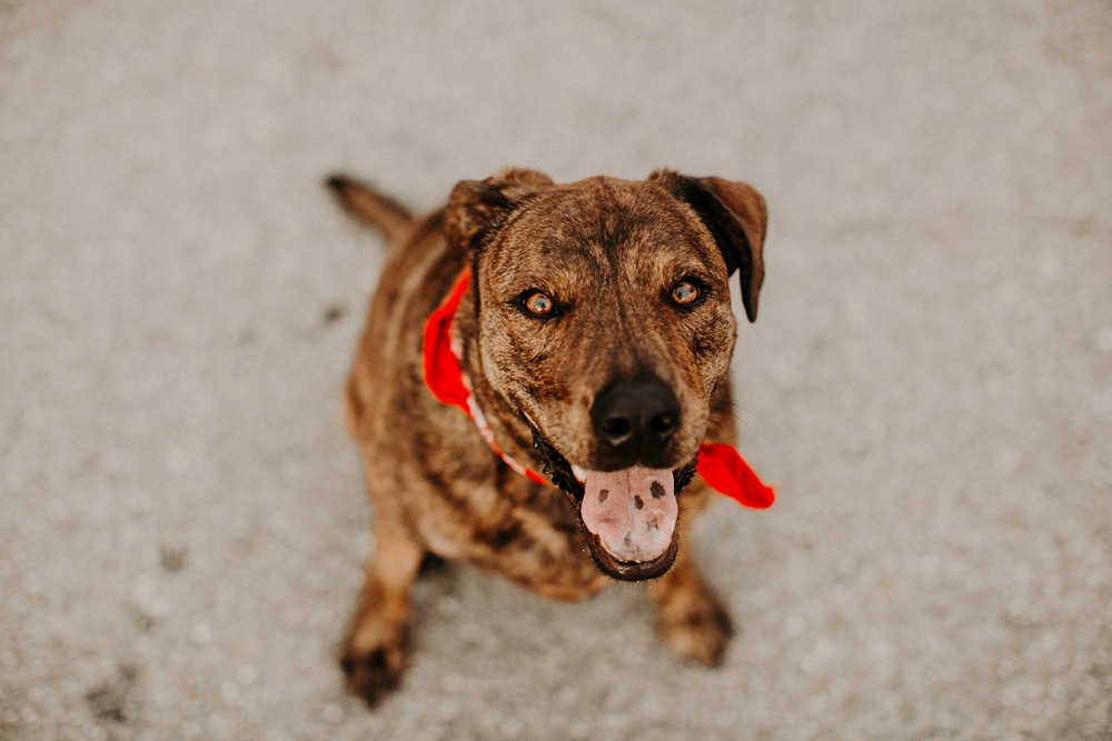 Mountain Cur Brindle Mutt in red bandana