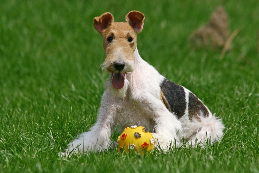 Wire Fox Terrier with his toy on green field