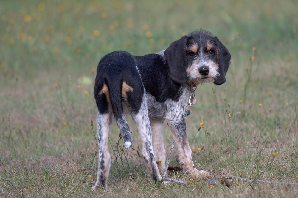 Griffon Blue de Gascogne puppy