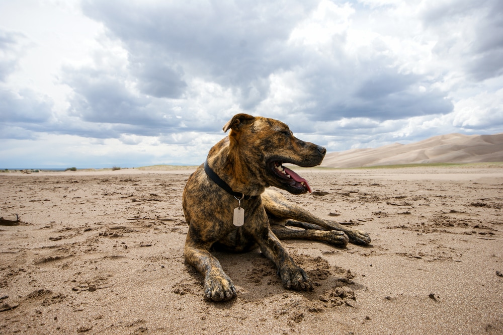 Plott Hound Laying in the Sand