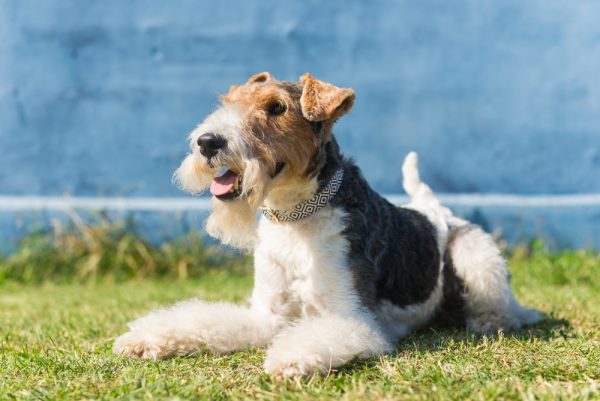 Wire Fox Terrier Dog