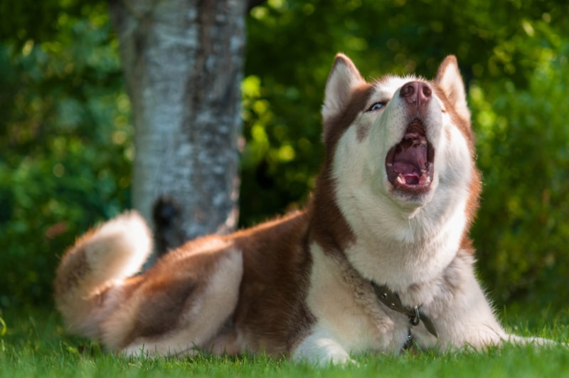 siberian husky dog lying on grass and howling