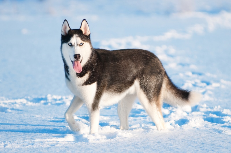 siberian husky dog walking on snow