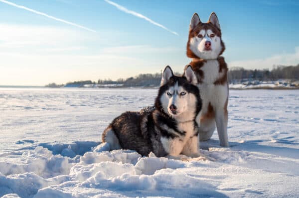 siberian husky dogs on snow