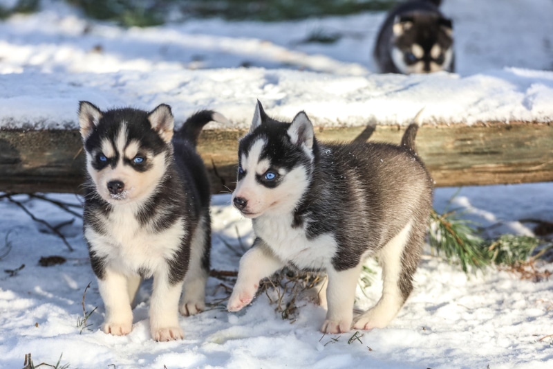 siberian husky puppies playing on snow