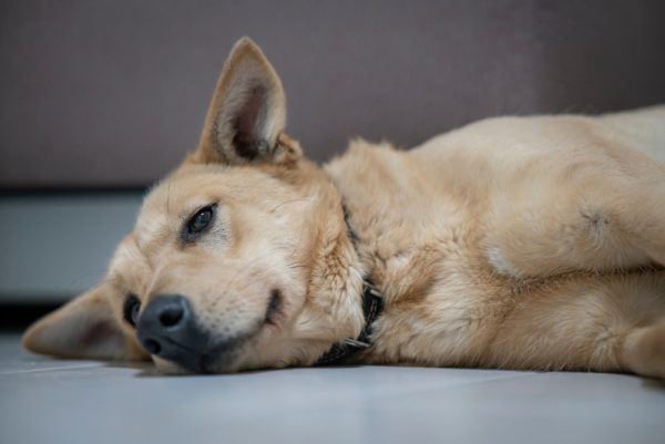 sick dog lying on the floor