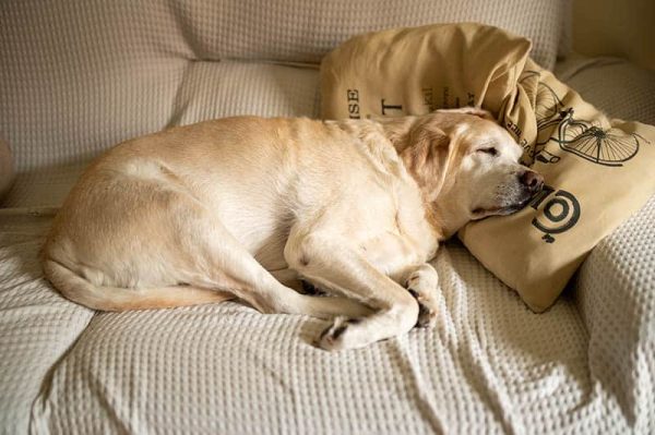 sick old Labrador dog resting on the sofa