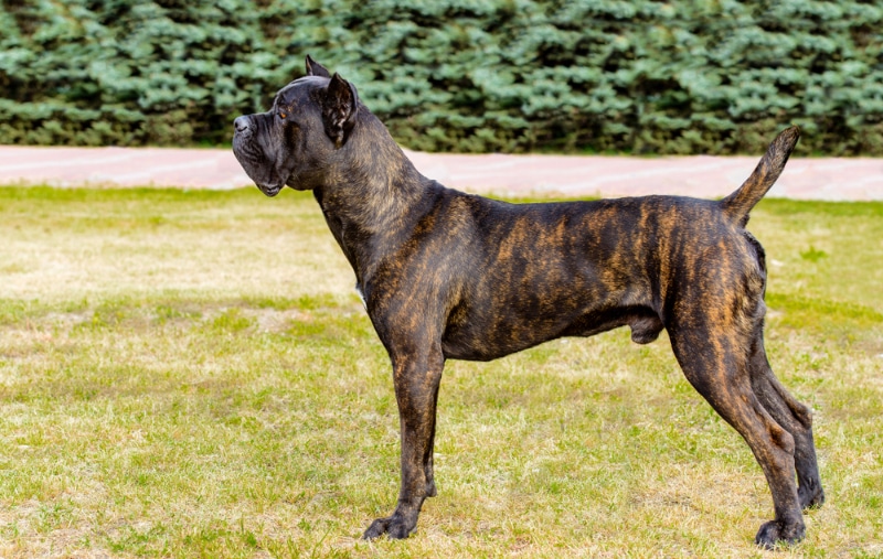 side view of a brindle cane corso standing on grass at the park