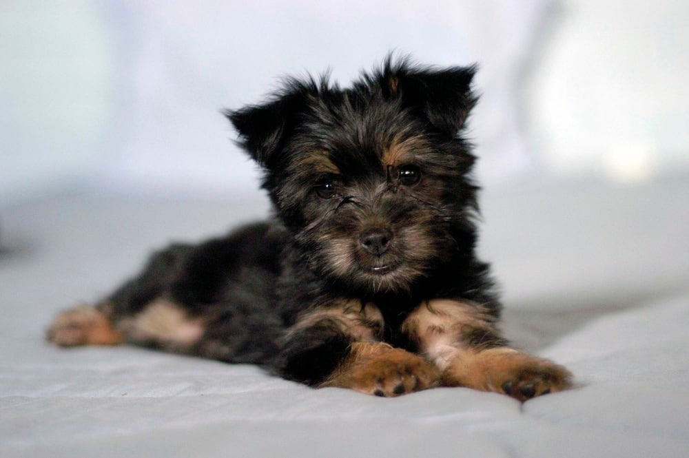 silky terrier puppy posing on bed