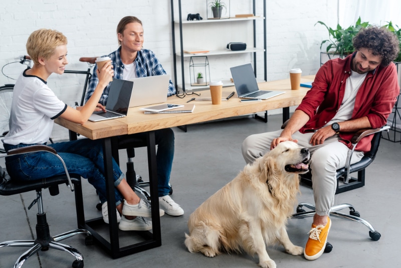 smiling young people looking at colleague stroking dog in office