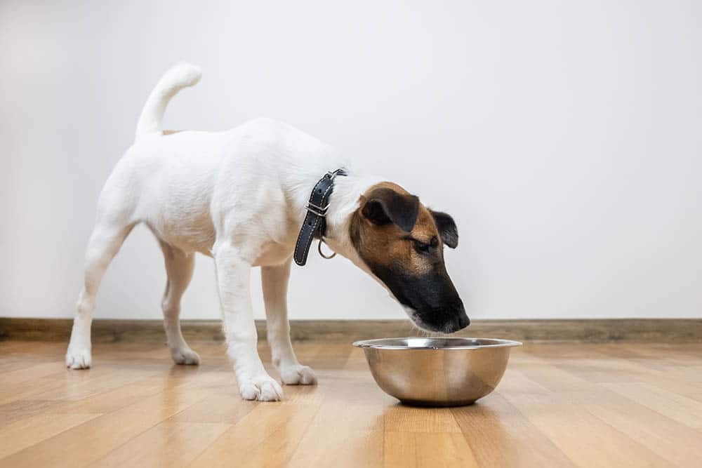 smooth fox terrier puppy sniffing food bowl