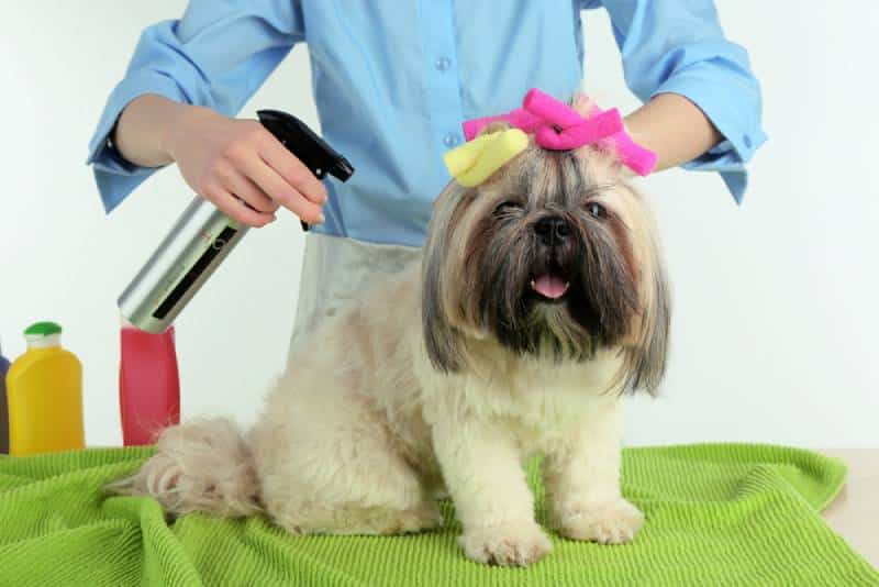 spraying on dog during grooming session