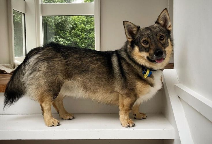 swedishvallhund and Friend Pointy Ears