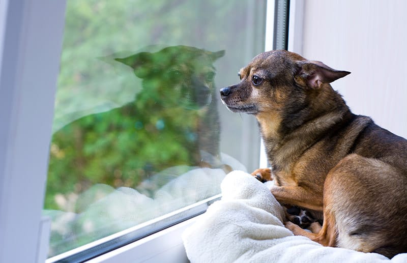 terrier dog lying on the windowsill