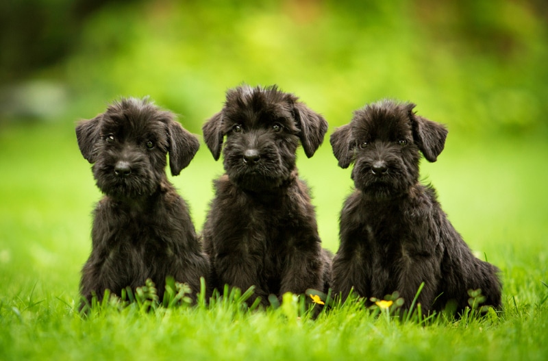three Giant Schnauzer puppies sitting on grass