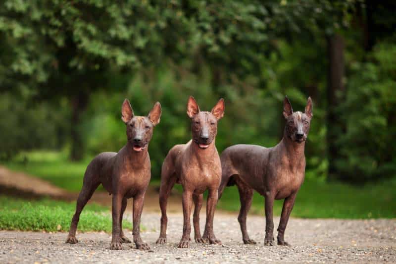three dogs of Xoloitzcuintli breed mexican hairless dogs of black color of standard size
