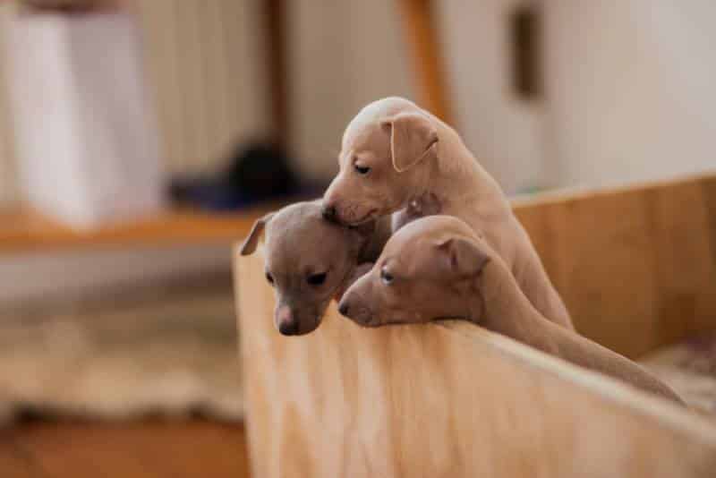 three italian greyhound puppies