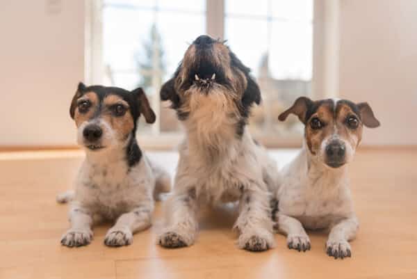 Three jack russell terrier dogs in the apartment one is barking