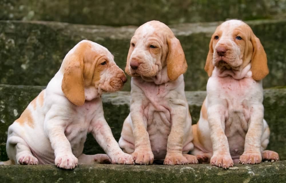 three purebred puppy dogs Italian Bracco