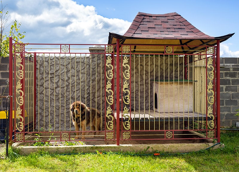 tibetan dog inside the outdoor kennel