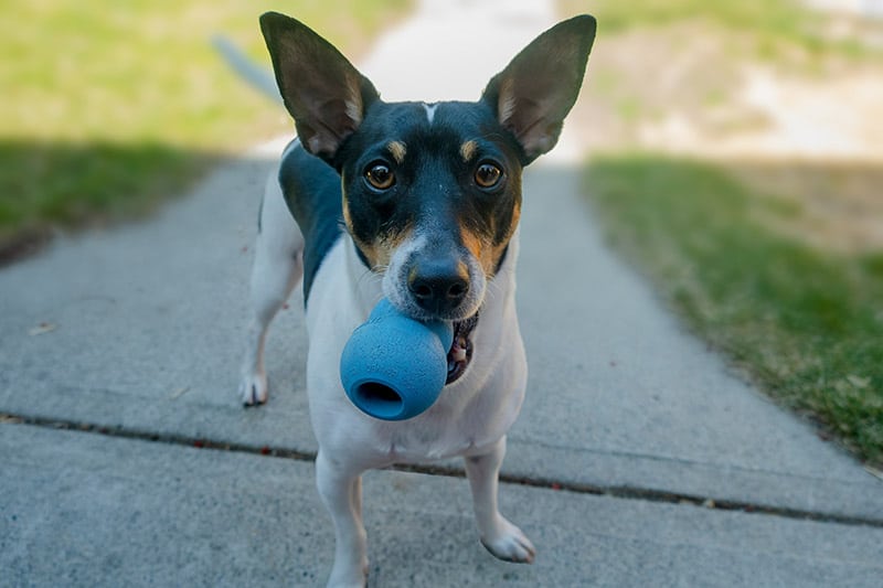 toy fox terrier dog holding a toy
