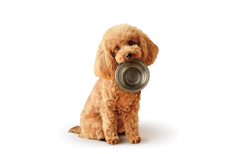 toy poodle dog carrying an empty bowl