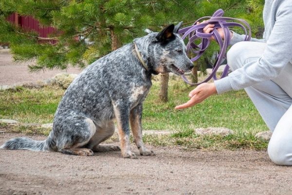 training an australian cattle dog