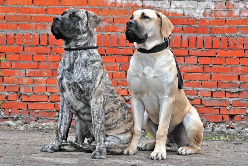 two Boerboel dogs sitting outdoor