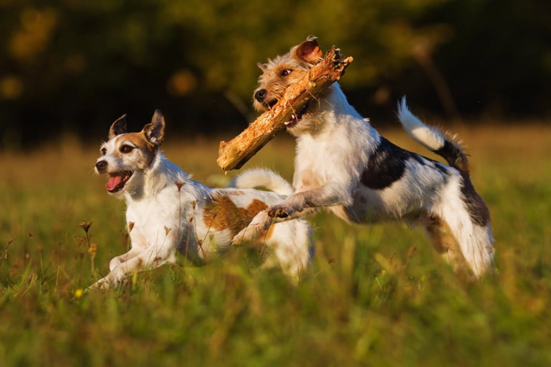 two Parson Russell terrier running through the meadow