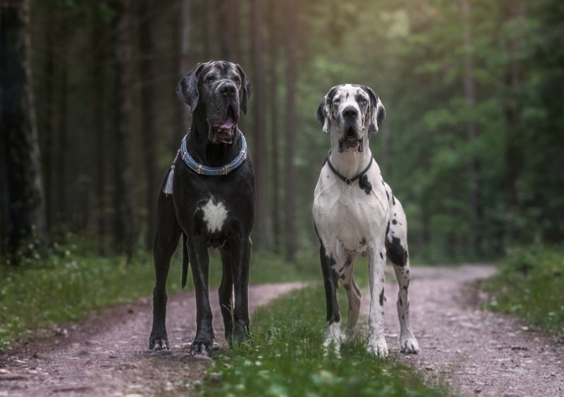 two great dane dogs in the forest