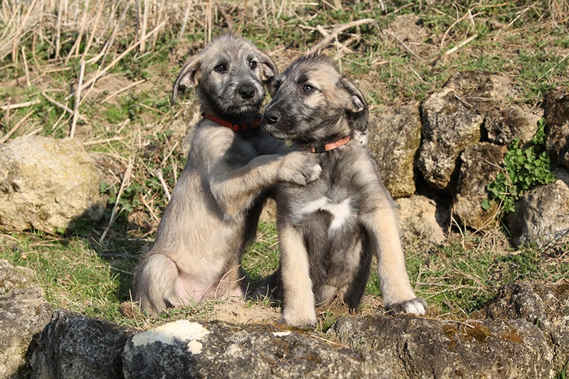 Two Irish Wolfhound puppies in the garden