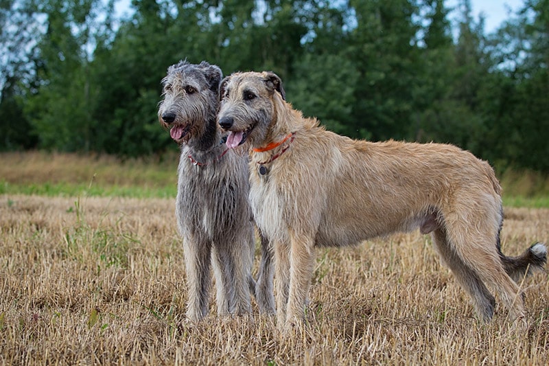 Two irish wolfhounds in the field