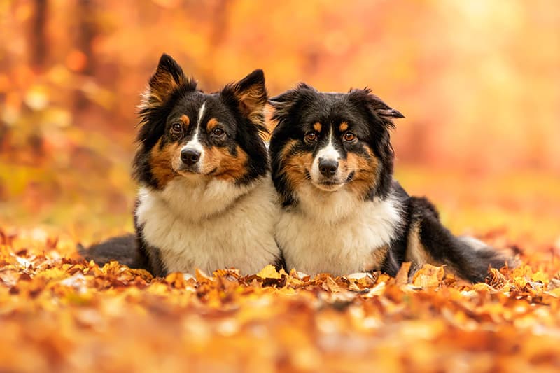 two miniature american shepherd dogs lying on the ground during autumn