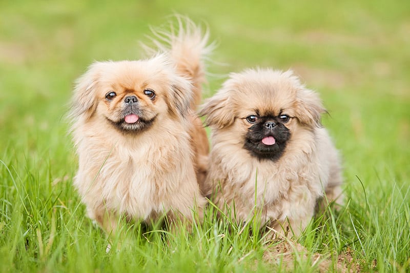 Two pekingese dogs sitting on the grass