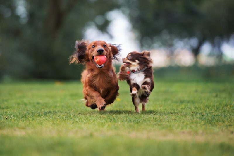 two small dogs playing together outdoor