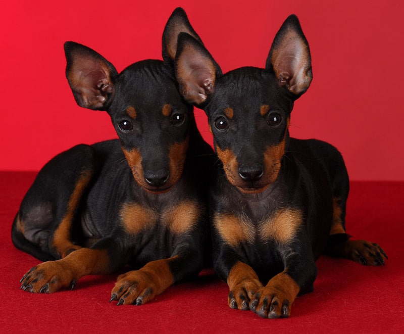 two toy manchester terrier puppies