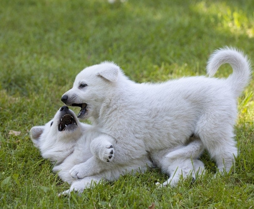 two white German Shepherd puppies playing in the garden
