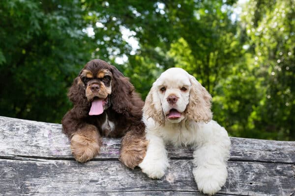 two young American Cocker Spaniel dogs