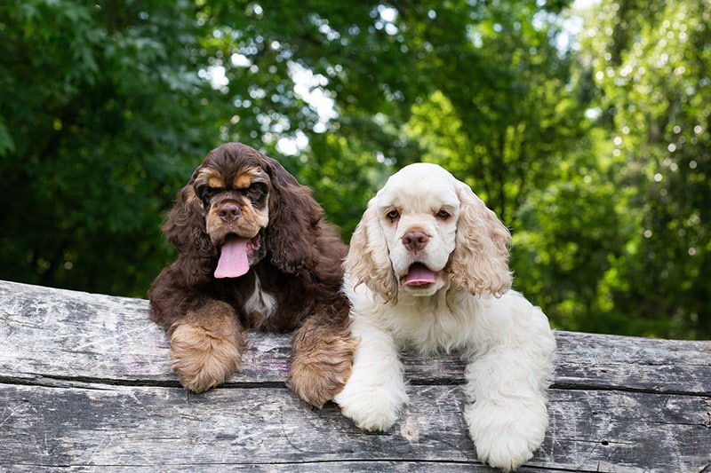 American Cocker Spaniel: Pictures, Care, Traits & More – Dogster