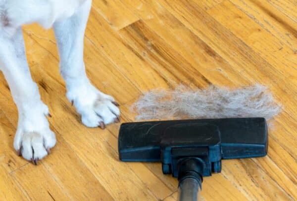 vacuuming dog hair on the floor