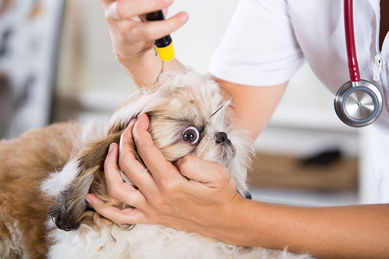 vet checking the eyes of a shih tzu dog